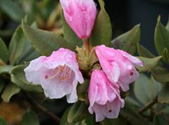 R.pseudochrysanthum  - mellem